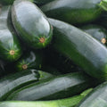 Zucchini