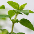 Oregano